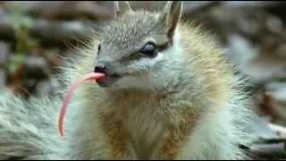 The Numbat