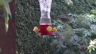 Male and female hummingbirds.