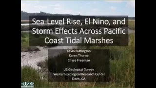 Sea-Level Rise, El Niño, and Storm Effects on Coastal Tidal Marshes