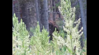 Bigfoot Captured on Camera in Colorado & Cascade Hiker Ran Off Mountain by Two Sasquatch