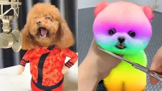 Chó Phốc Sóc Tik Tok  Mini 😍 Funny and Cute Pomeranian #10 / min cute,chó phốc sócphốc sóc mini