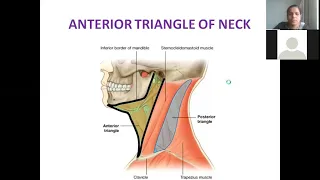Dr Shabana Anatomy lectures Anterior triangle of the neck