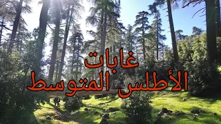 جبال الأطلس : غابات الأطلس المتوسط - بحيرة ويوان  |  Forêt moyen Atlas