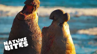 Epic Battle of Elephant Seals: Clash on the Sandy Shores | Nature Bites