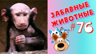 Приколы с Животными #76 / Смешные Животные 2020 / Приколы / Приколы про Животных / Лучшие Приколы