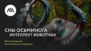 Золотые лекции ЛШ2022: Илья Гомыранов, «Сны для осьминога. Интеллект животных»