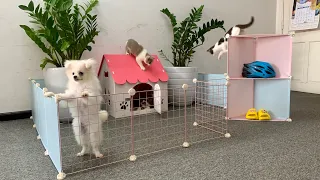 How To Build Garden House (Have Pool) for Pomeranian Poodle Puppies & Kitten with Wood - Mr Pet