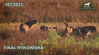 SUDECKA OSTOJA 107/2023 Rykowisko - Stadny byk i chmara łań Deer hirsch Hunting Hunt