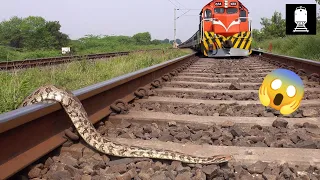 • Snake Accident While Crossing Railway Track || Ep.1-Animal Accident by Train || 3 Minutes of Rail