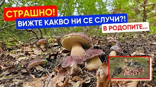 Страшно! Вижте какво ни се случи в Родопите!