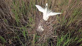 Большая Белая цапля защищает птенцов / Great egret protects the chicks