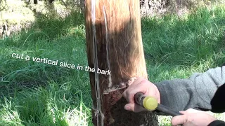 Repairing a girdled deer damaged tree