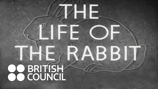 The Life of the Rabbit (1945)