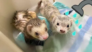 Ferret Bath Time