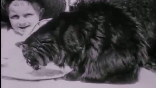 Cats in silent films - funny video