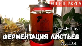Чай из листьев липы. Простая  ферментация листьев лесных и садовых растений для чая.  Erjesztett tea