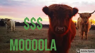How much MOOOLA do Highlands cost?