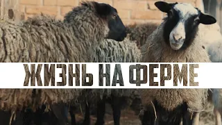 Жизнь на ферме | Зимний рацион коз и овец