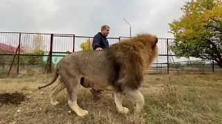 Огромный лев и Человек -Лев начинают ВЕЧЕРНИЙ ОБХОД !