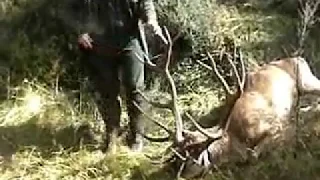 402 SCI New Zealand Red Stag Hunt