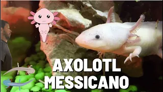 Il SEGRETO dell'ETERNA GIOVINEZZA: la vita dell'AXOLOTL MESSICANO