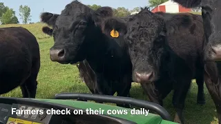 Life Cycle of Beef Cattle