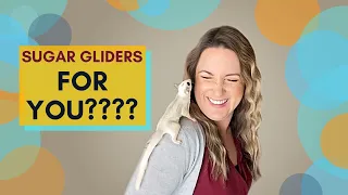 Are Sugar Gliders a GOOD FIT for YOU? | Sugar Glider Diaries