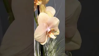 Африканский закат или Карина 🧡 в наличии https://vk.com/worldandorchids