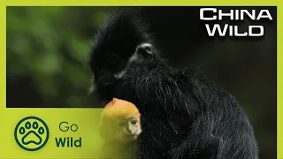 Forests | China Wild 3/5 | Go Wild