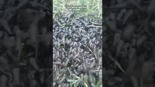 Tiktok: FROG ARMY!!! 1.4 Million Baby Frogs Roaming (@thinfrog)