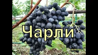 Виноград Беларуси. Лидчина . Сорт винограда - Чарли ( Антрацит)