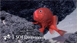 Seamount SF2 Deep | SOI Divestream 638 - Part 2