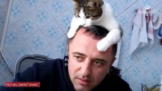 😺 ПРИКОЛЫ С КОШКАМИ И КОТЯТАМИ/FUNNY CATS AND KITTENS HD 2017 #95