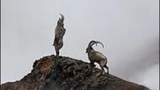 The Himalayan Ibex