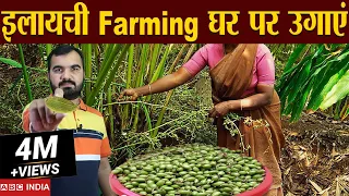 इलायची की खेती | Elaichi Farming | cardamom Farming | Profitable Farming | Elaichi ki kheti #farming