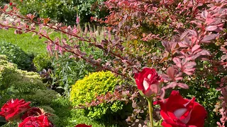 Супер кустарники 🍁подходят  для больших и маленьких цветников…🍁