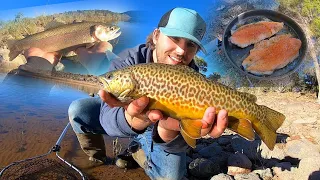 Rainbow & Tiger Trout Fishing at a Mountain Lake!! (Catch & Cook)