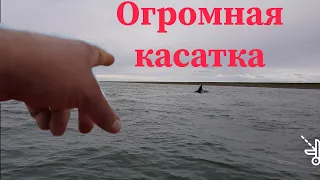 Рыбалка на Камчатке в Охотском море. 4 касатки на нашем рпу.  Часть 1