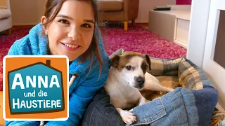 Willkommen zu Hause Streuner! | Information für Kinder| Anna und die Haustiere | Spezial