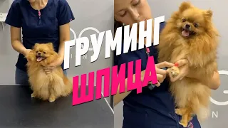 ГРУМИНГ ШПИЦА / УХОД ЗА ШПИЦЕМ 1 часть / ПРЯМОЙ ЭФИР / GROOM SCHOOL