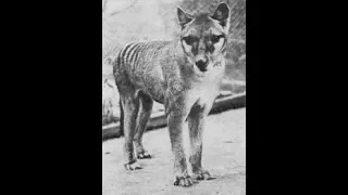 Australia & the Thylacine-Evolution, History, Characteristics, Extinction & De-extinction