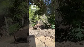 No Paw-perazzi! Coyote Knocks Over Camera at Fort Worth Zoo