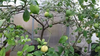Павловский лимон. И мандарин