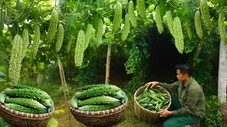 FULL VIDEO: 60 days of harvesting vegetables, bitter melon, jackfruit, rice,sweet potatoes to market