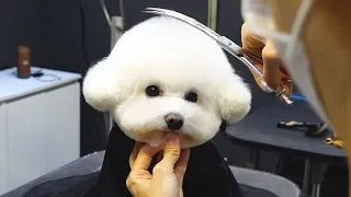 pet dog bichon frise grooming(Earmuffs Style)