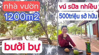 chỉ 500 triệu sở hữu nhà vườn 1200m2 đầy đủ trái cây|bán nhà Bình Chánh giá rẻ 2023| saigonhouse