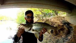 OUR BEST DAY OF INSHORE FISHING EVER!!! Catching Fish To Eat During Lockdown - Trinidad, Caribbean