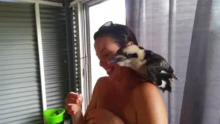 Biting Kookaburra