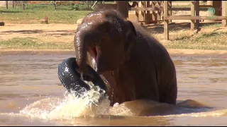 Wan Mai tries to break a rubble wheel while bathing in her private pool - ElephantNews
