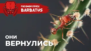 НОВАЯ КОЛОНИЯ КРАСНЫХ АМЕРИКАНСКИХ МУРАВЬЕВ-ЖНЕЦОВ | Red harvester ant | Pogonomyrmex barbatus